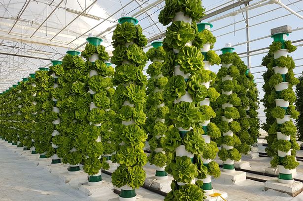 Vertical Lettuce Towers