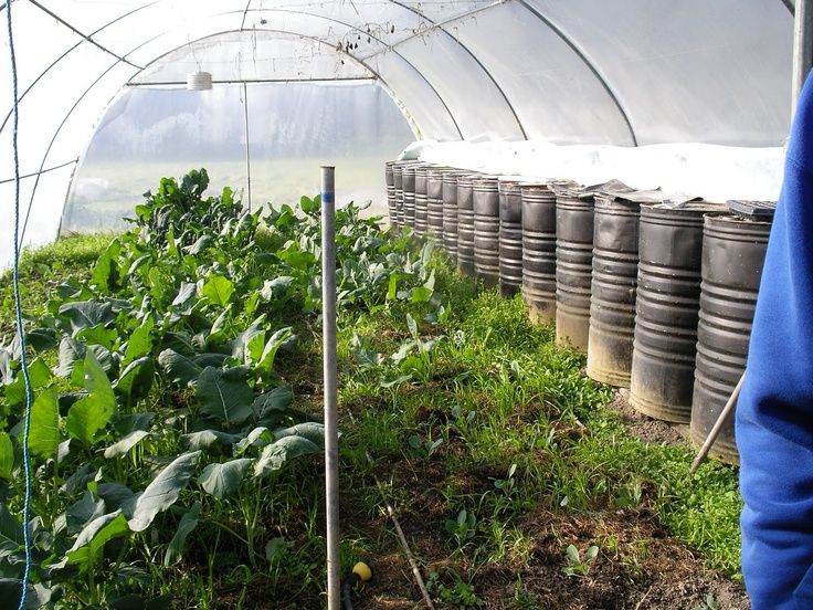 Quonset Greenhouse with Black Storage barrels for Heat