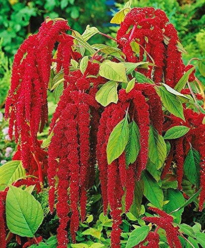 Amaranth