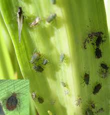 Aphids