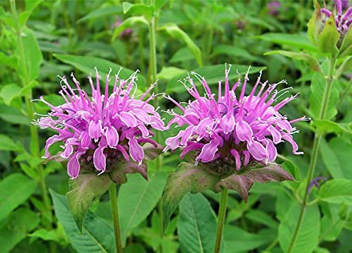 Bee Balm Monarda Fistulosa