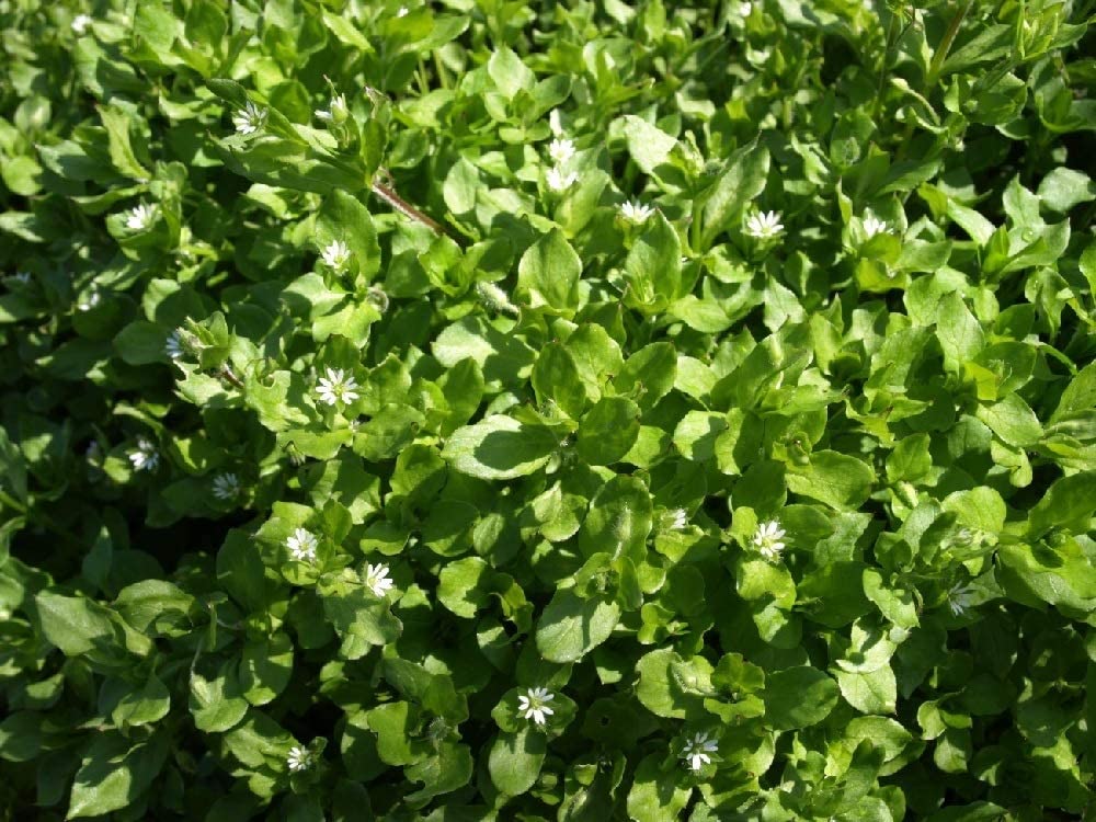 Chickweed