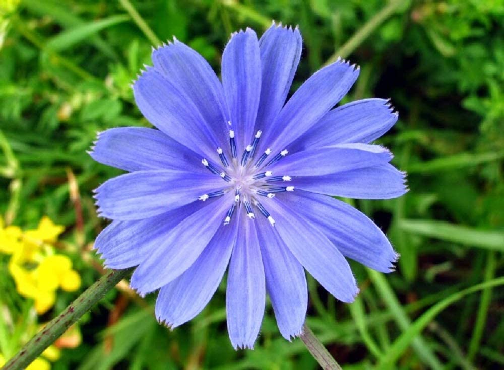 Chicory Seeds