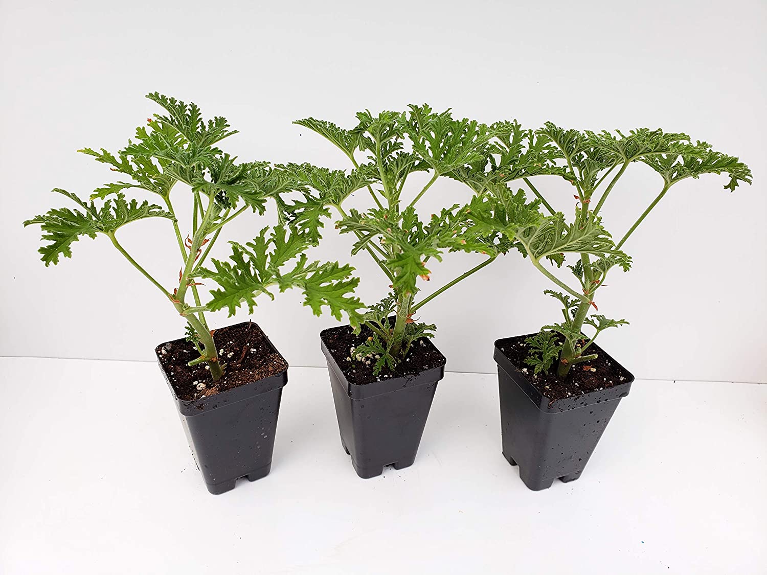 Citronella 3 Pack