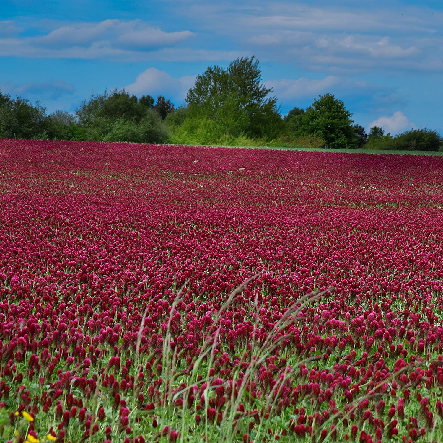 Clover Crimson