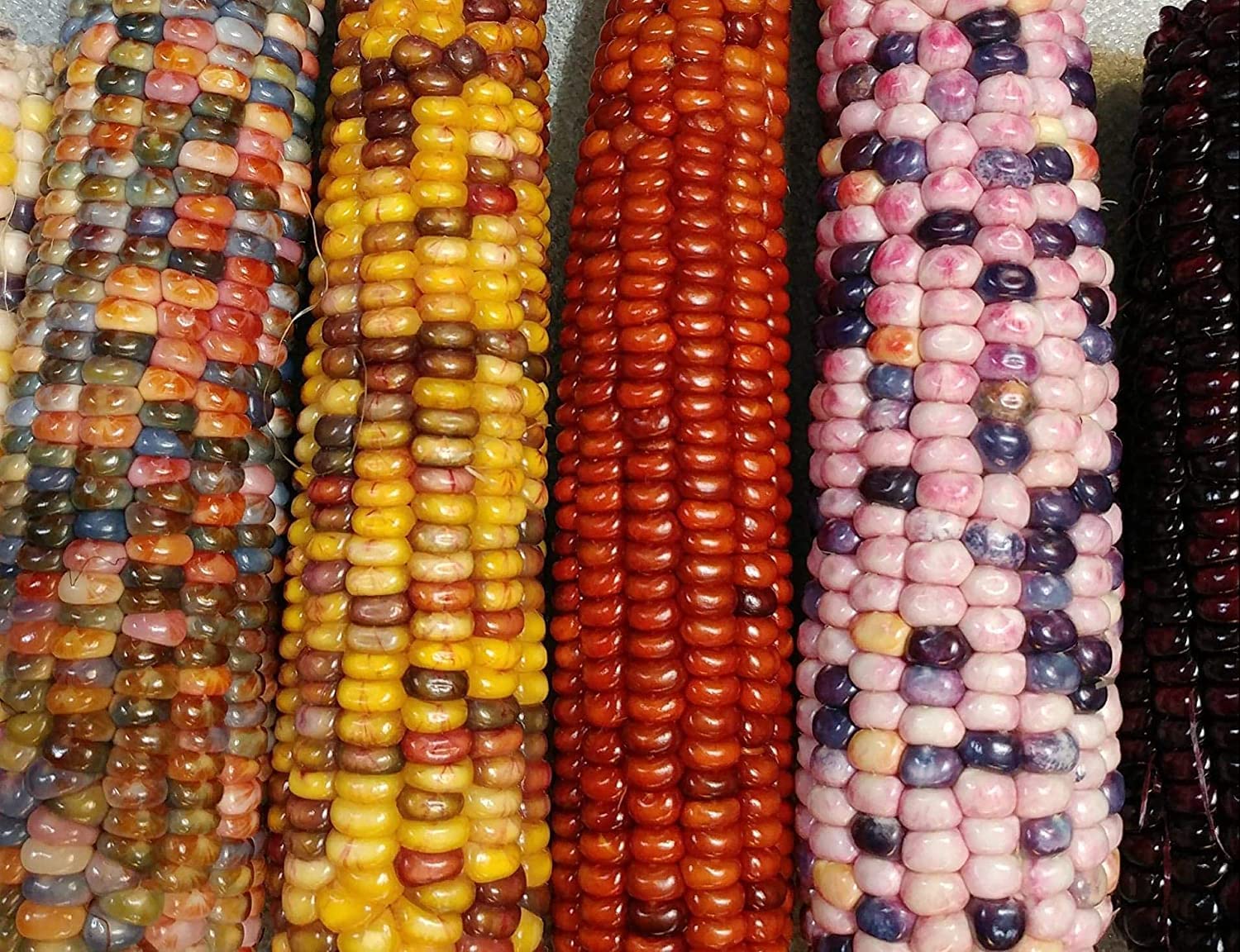 Corn Mountain Indian Rainbow