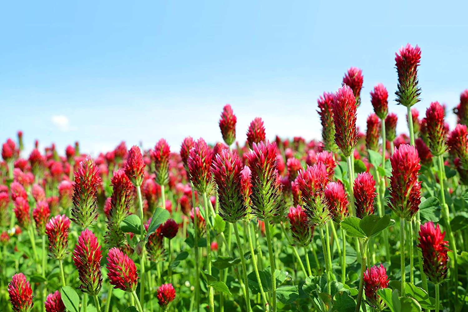 Crimson Clover