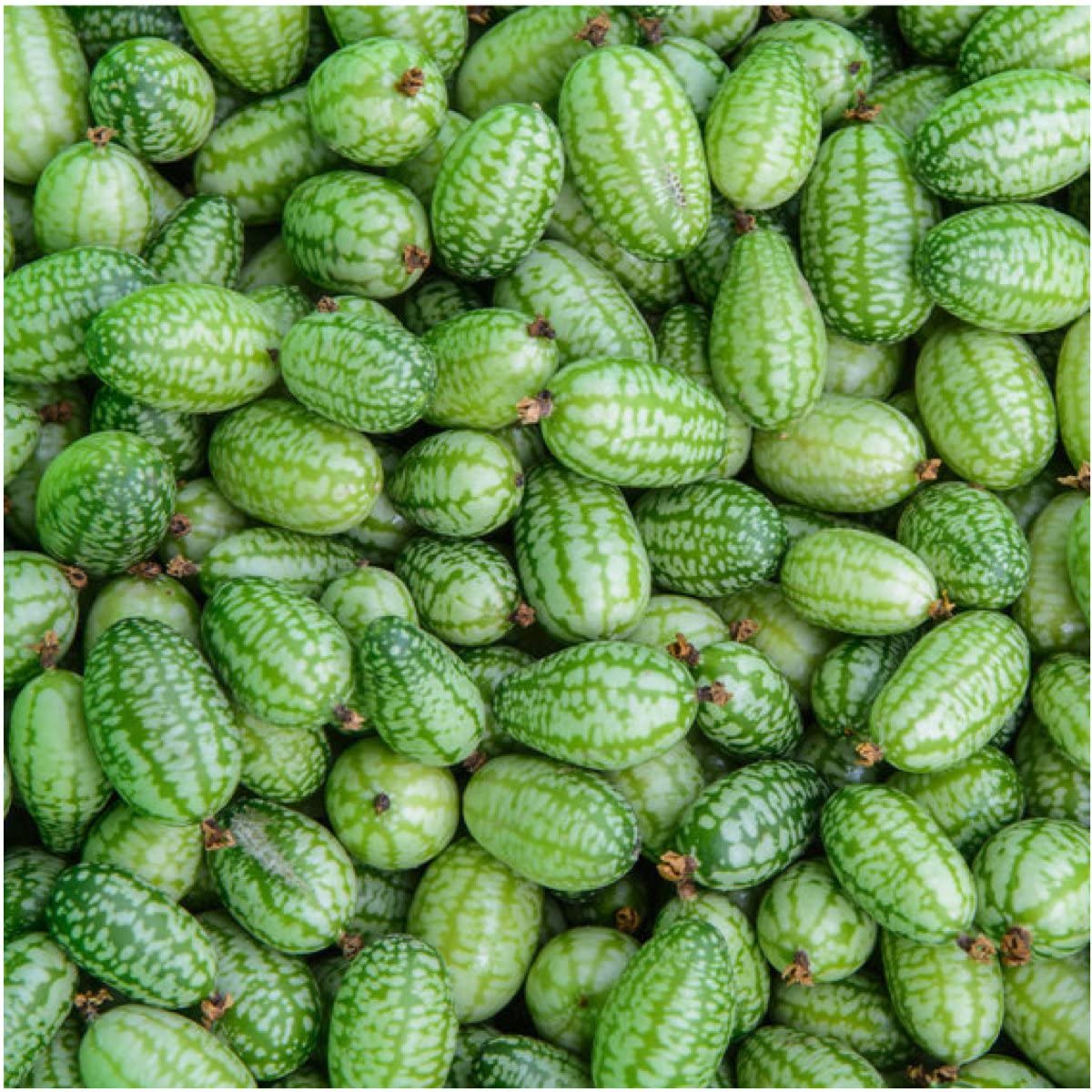 Cucamelon