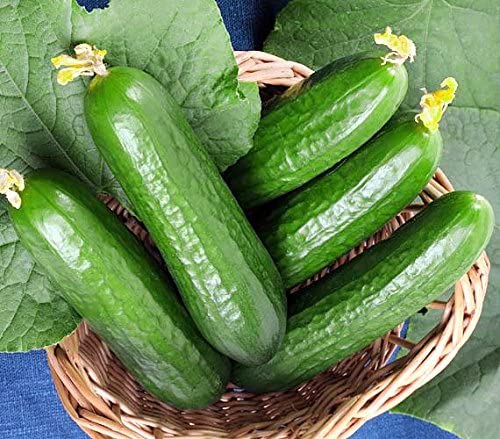 Cucumbers Burpless Heirloom non gmo