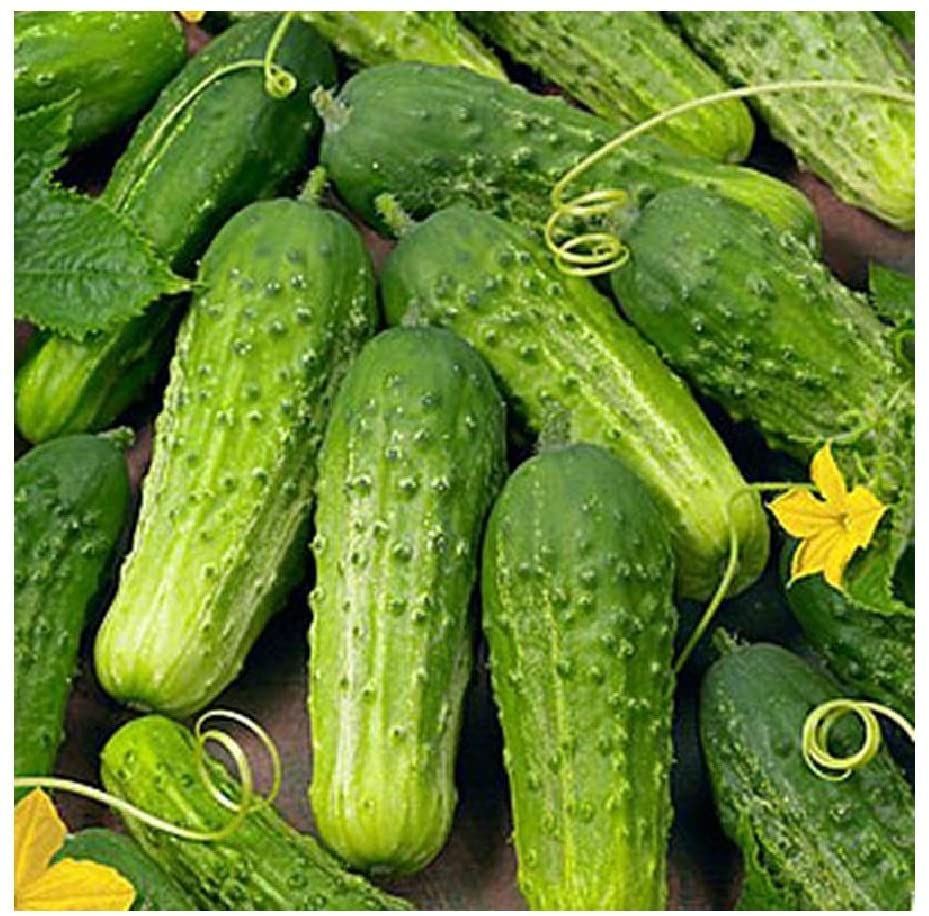 Cucumbers PIckling