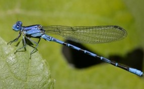 Damselfly