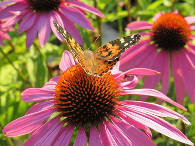 Echinacea Seeds Heirloom