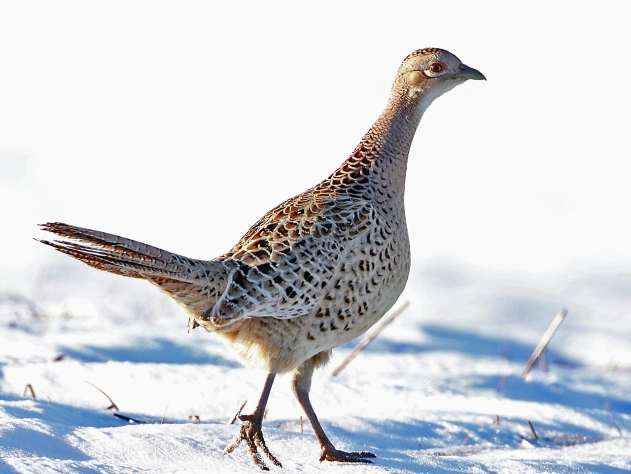 Female Pheasant