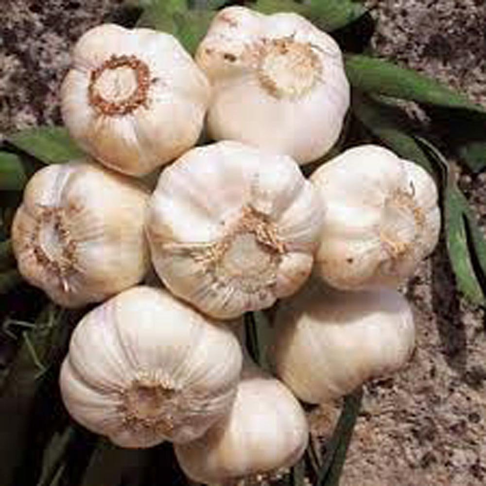 Garlic