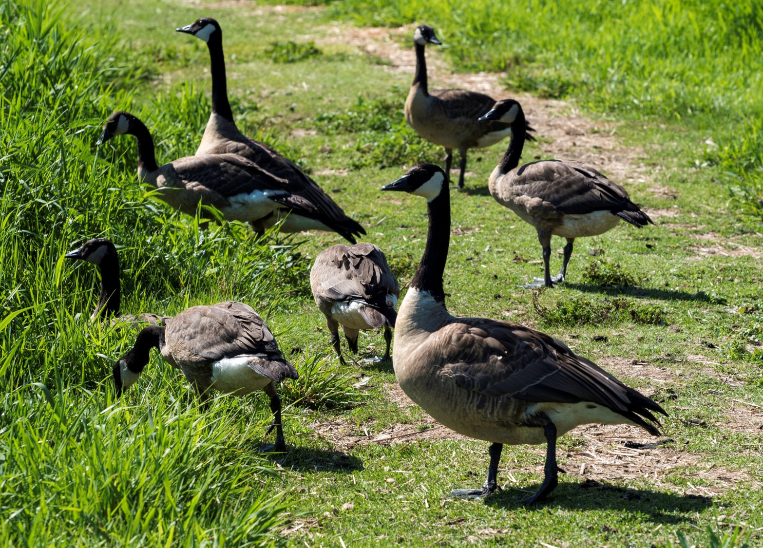 Geese
