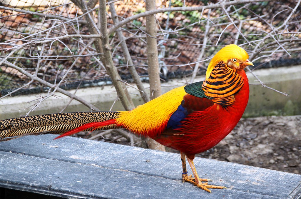 Golden Pheasant