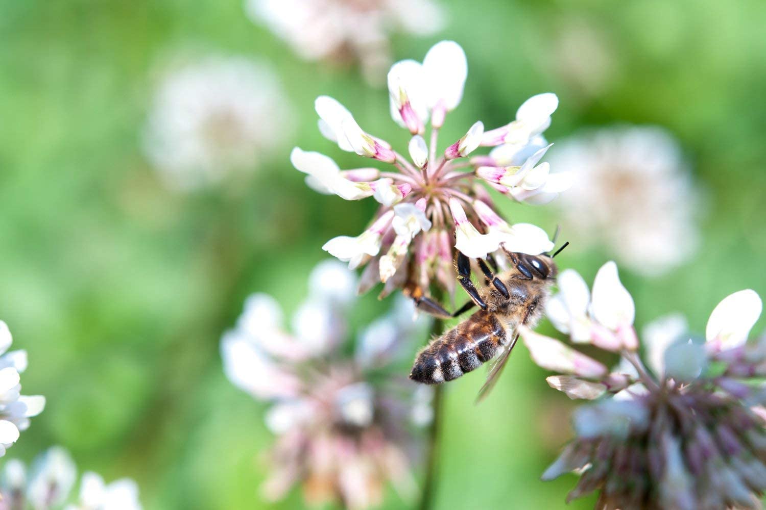 Great Plains Honey Bee Pasture Blend