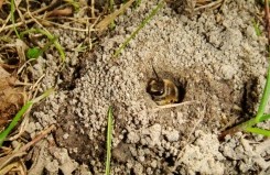 Ground dwelling Bees