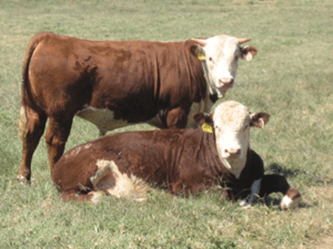 Hereford Cattle