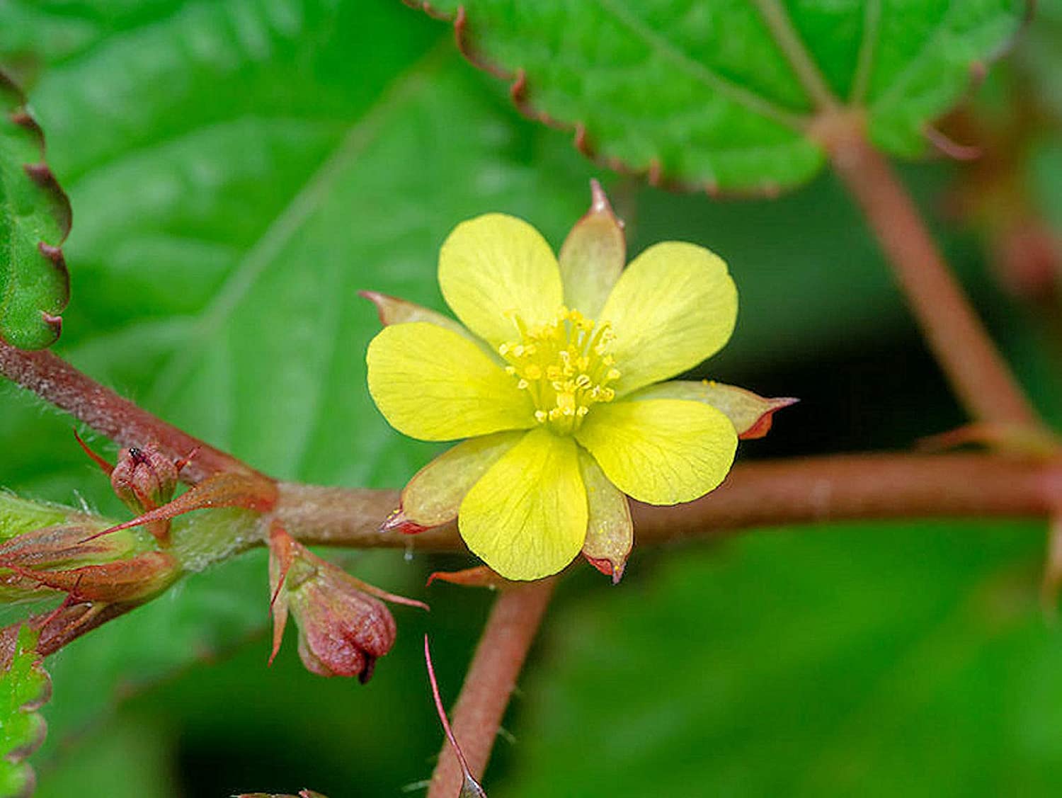 Jute White Corchorus Capsularis