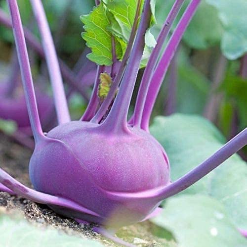 Kohlrabi Purple