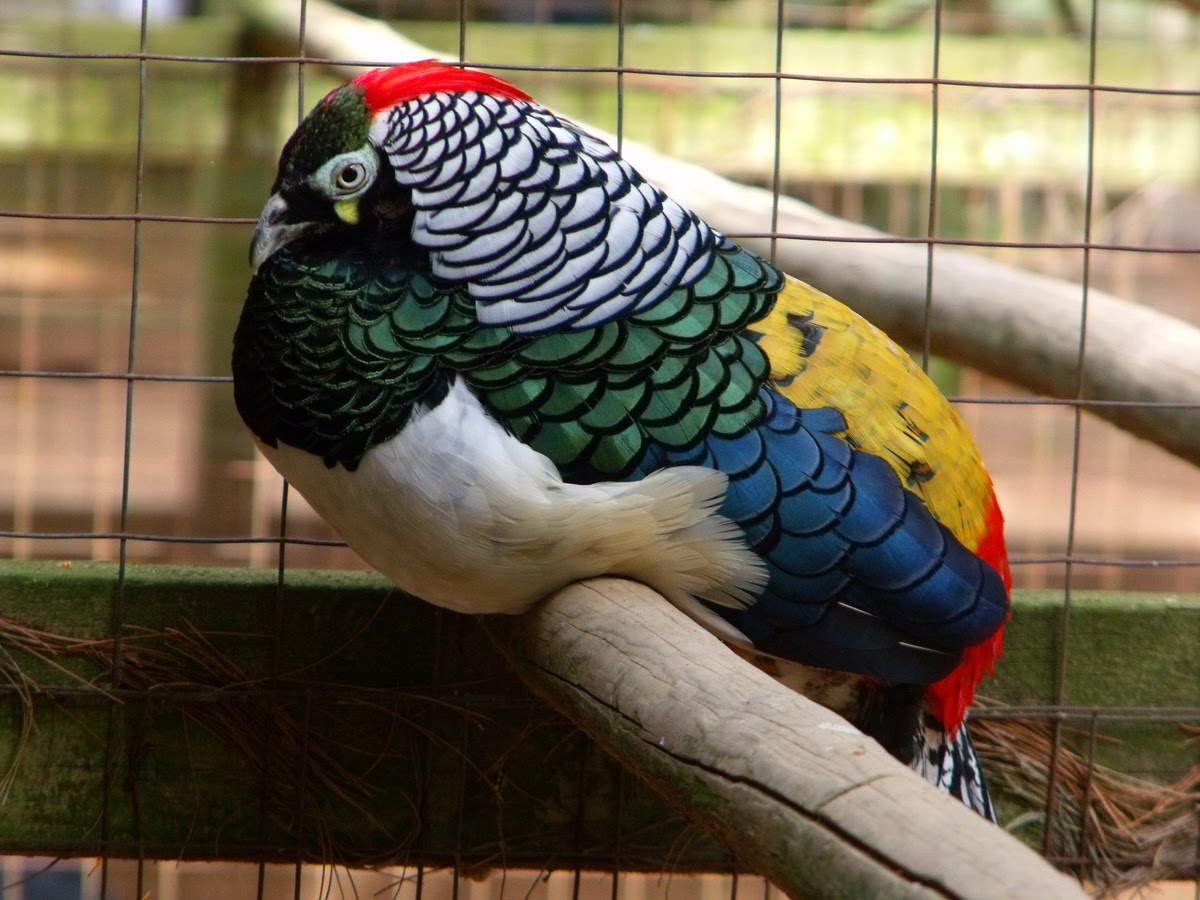 Lady Amherst Pheasant