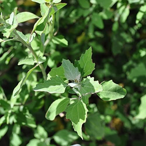 Lambs Quarters