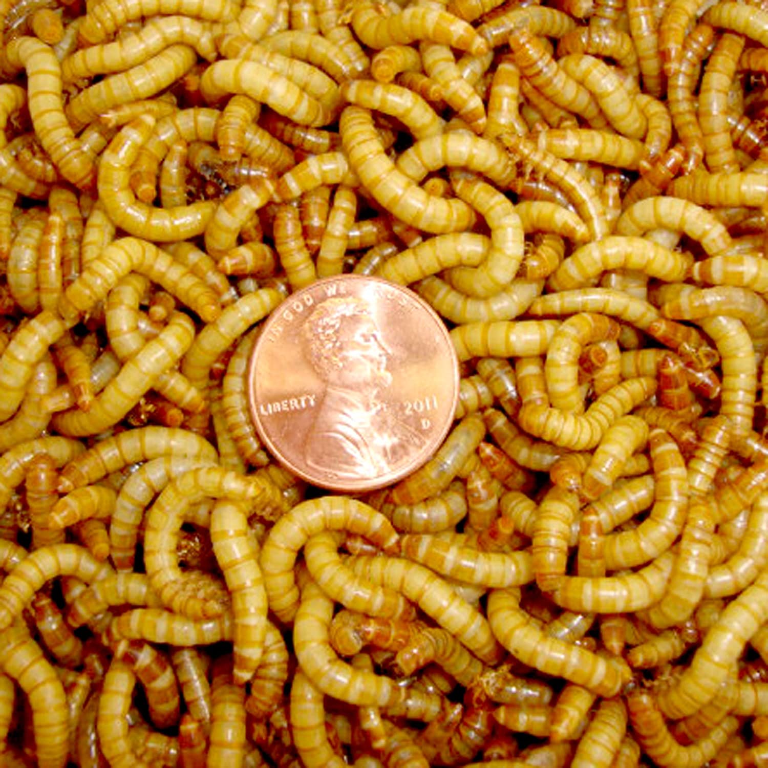 Mealworms