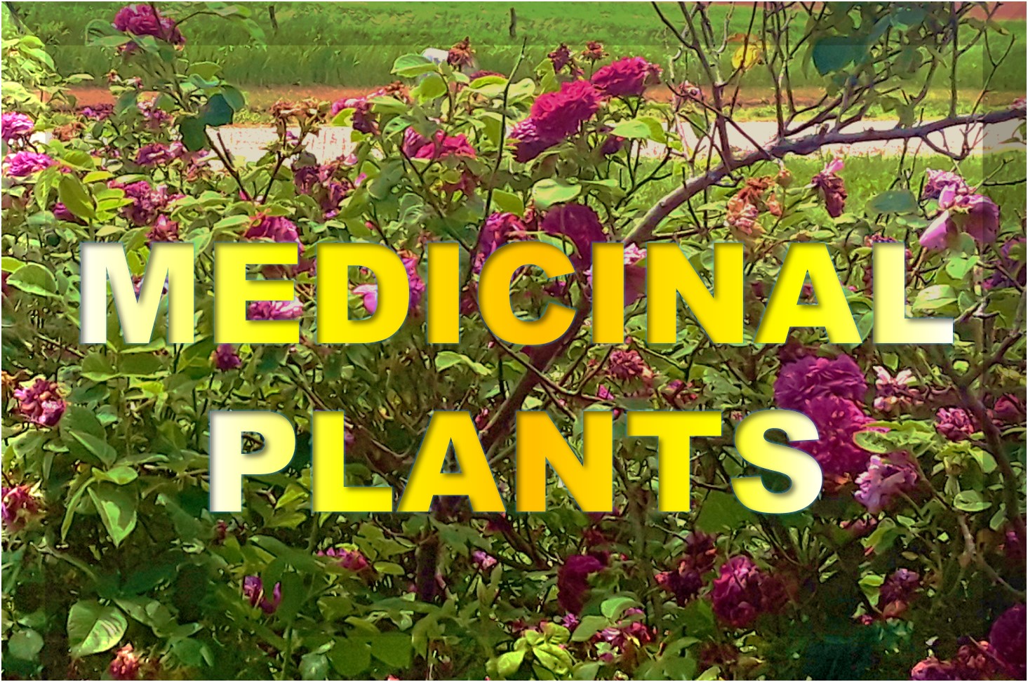 Medicinal PLants