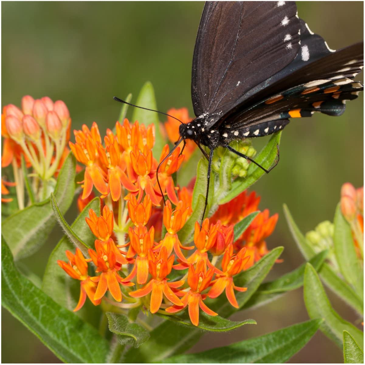 Milkweed Seed Collection