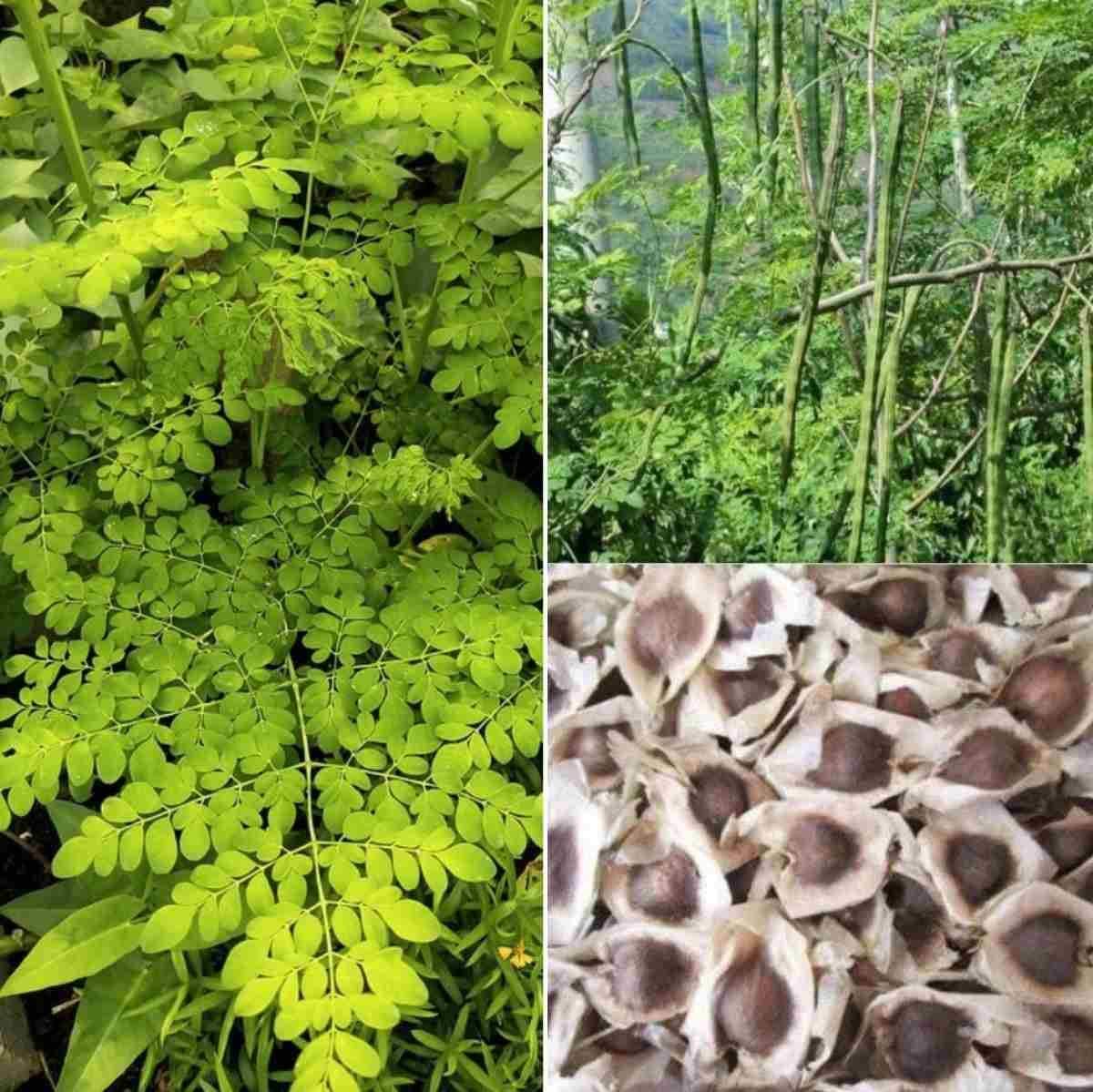 Moringa seeds