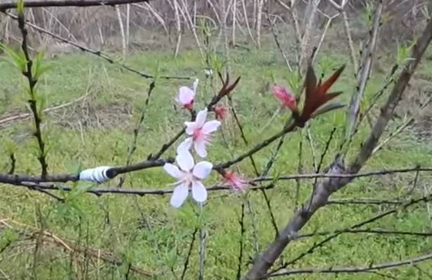 Peach Nectarine Graft