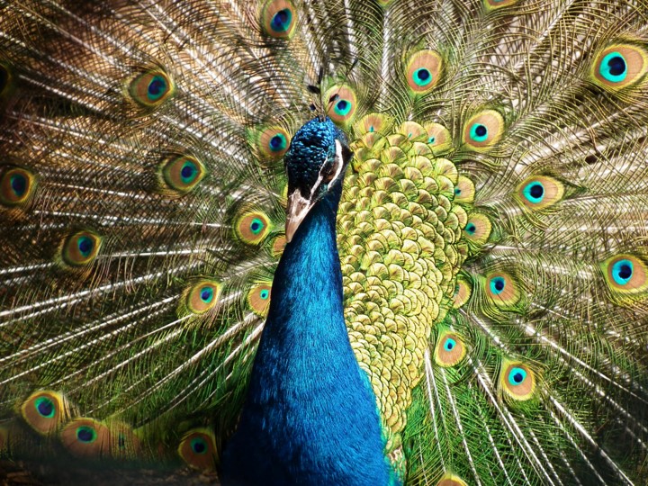 Peacock