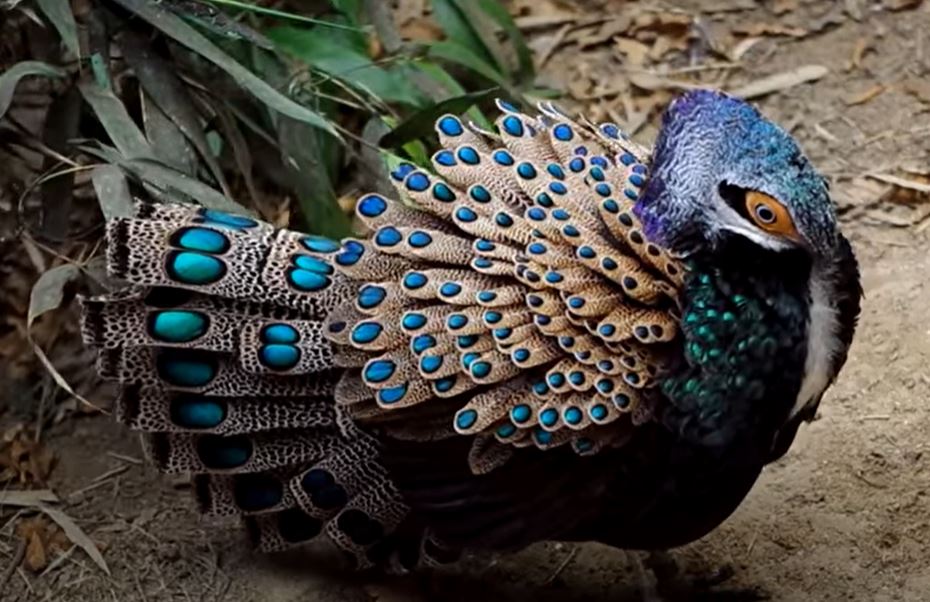 Peacock Pheasant