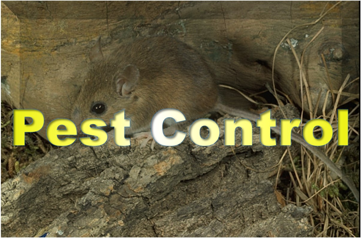 Pest Control