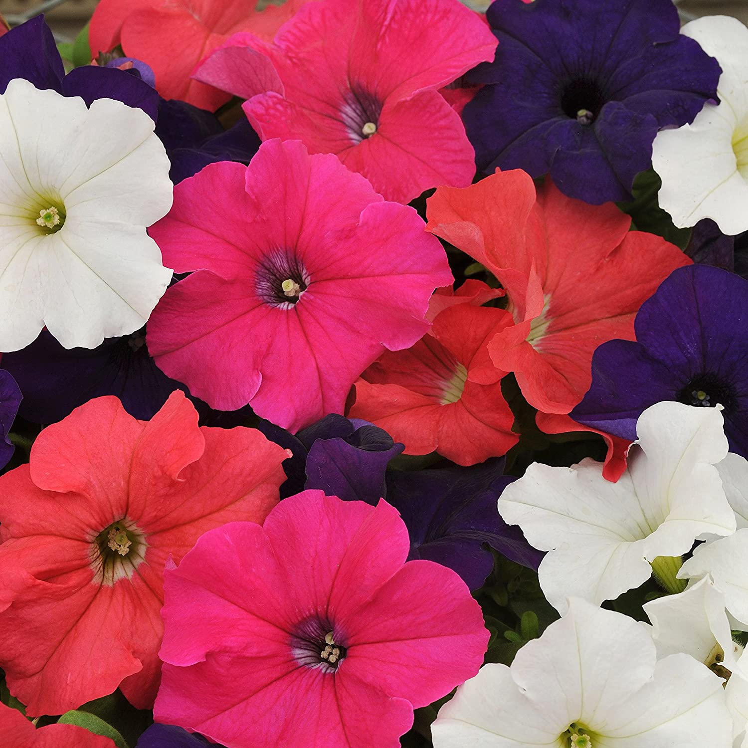 Petunia Seed Mix