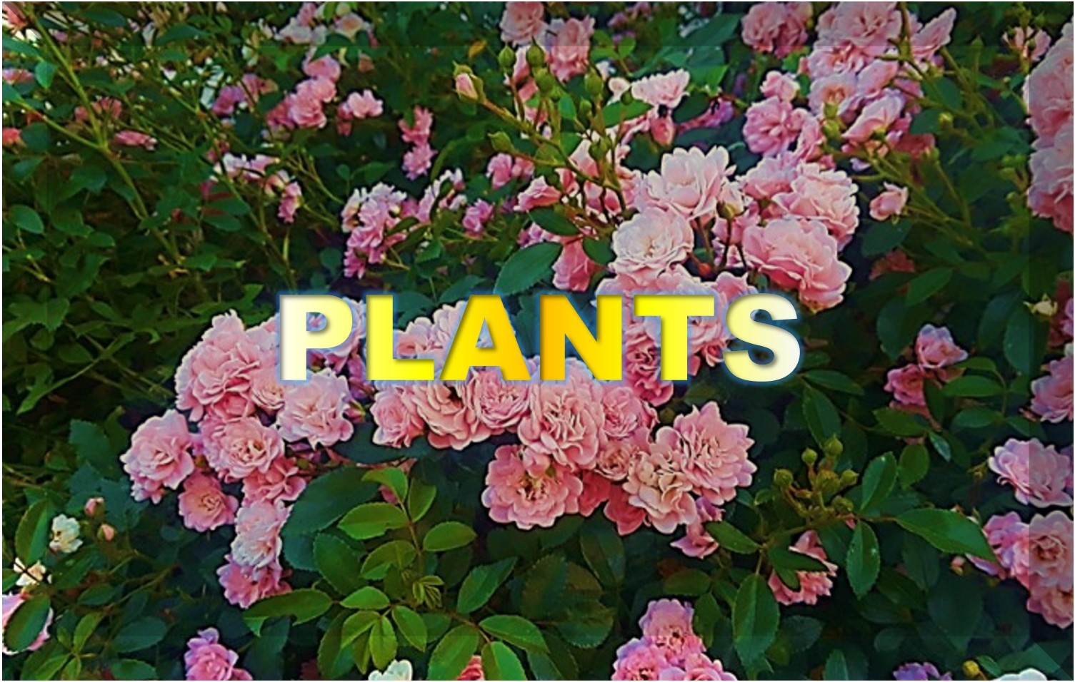 Plants button