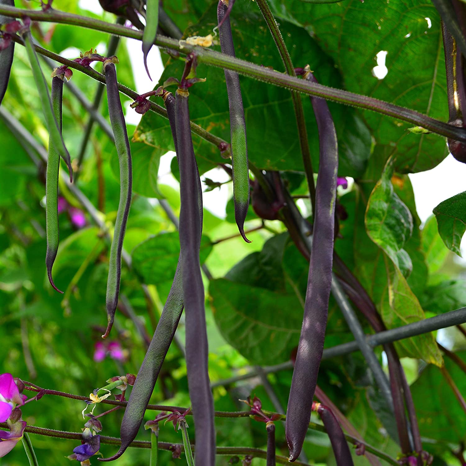 Pole Bean Purple Pods