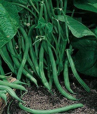 Pole Beans Davids Garden