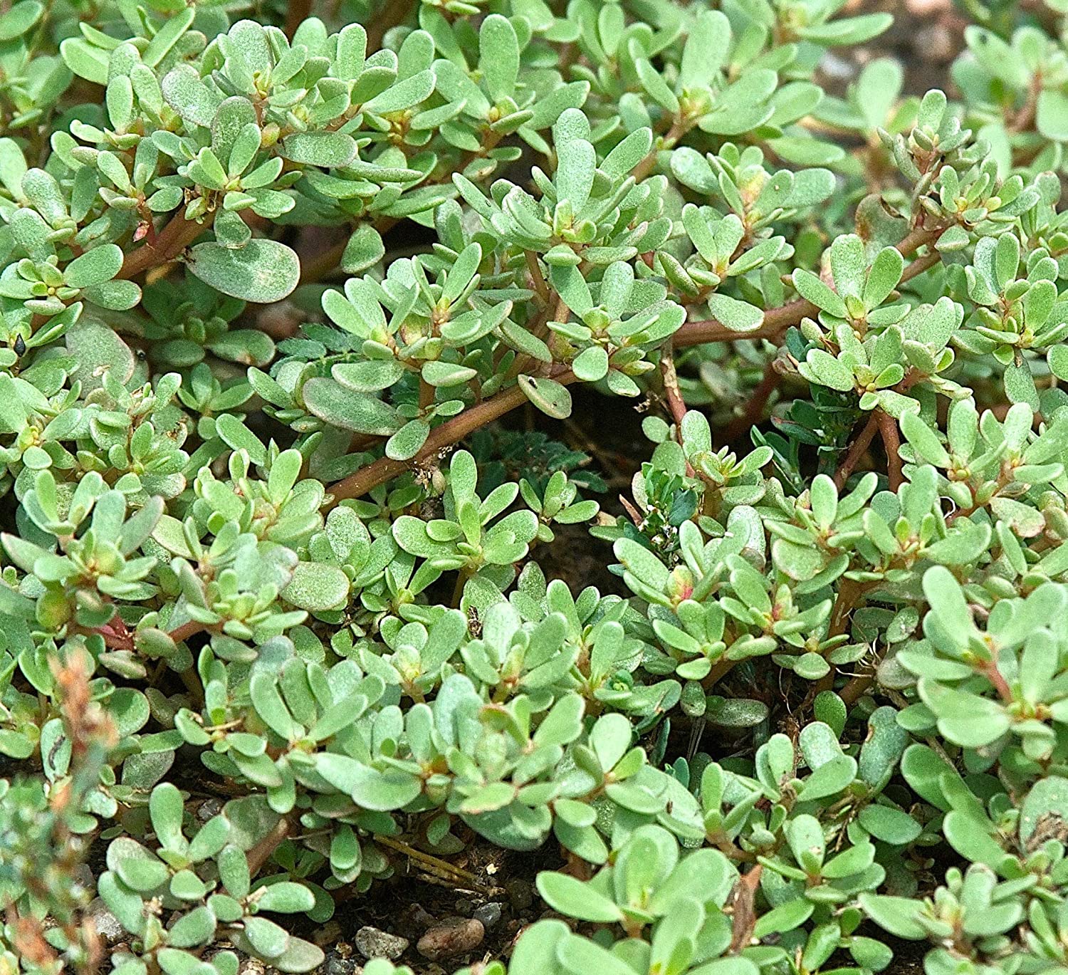 Purslane