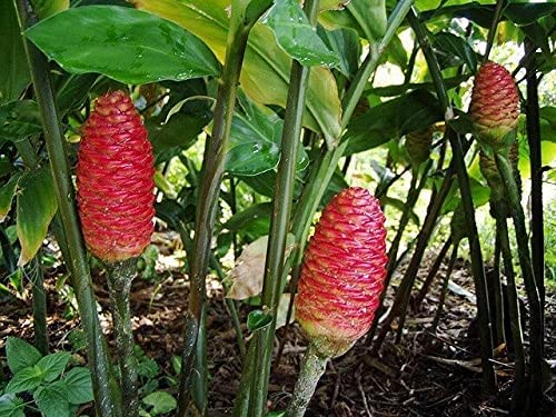 Shampoo Ginger Rhizomes