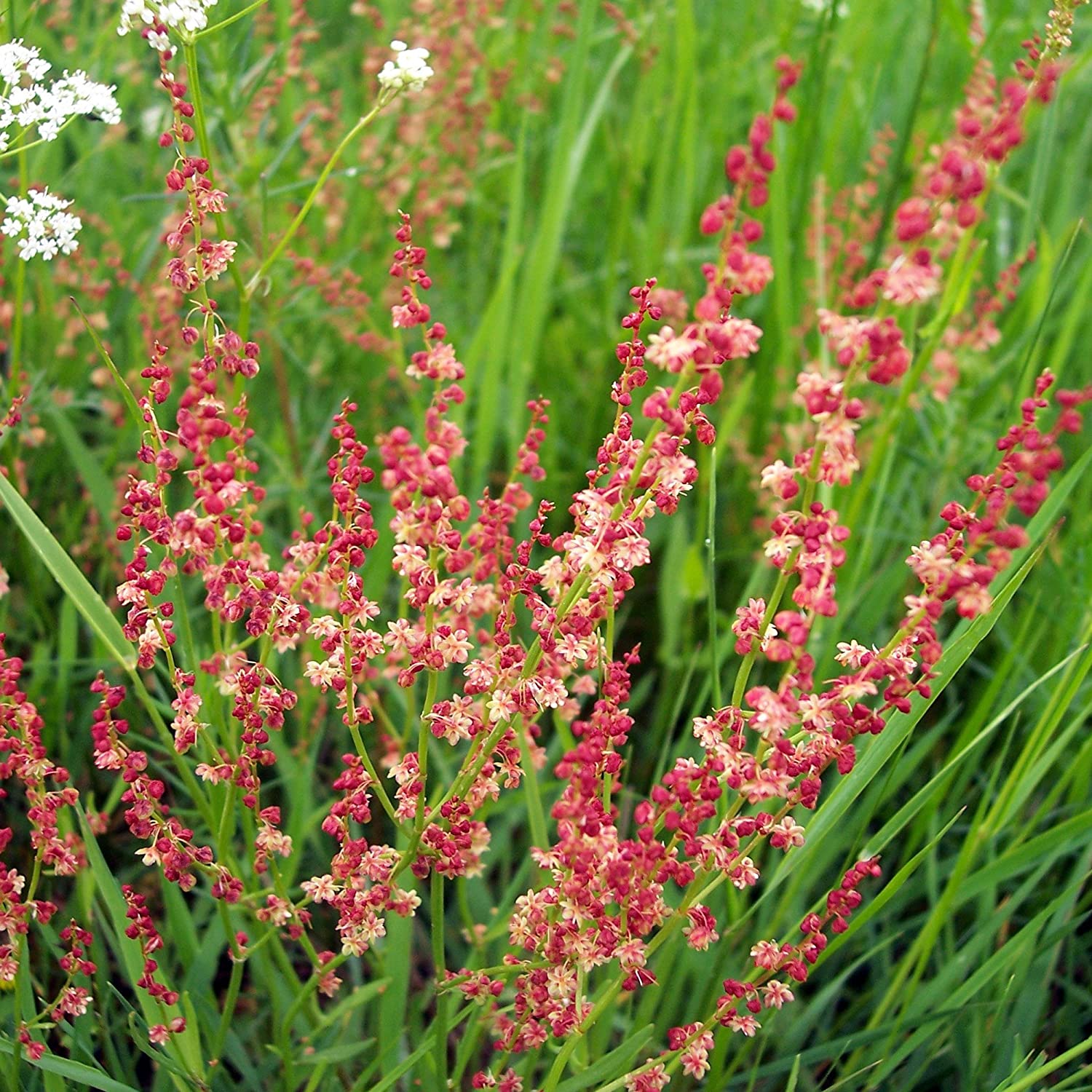 Sheep Sorrel Seeds