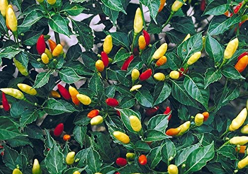 Tobasco Pepper