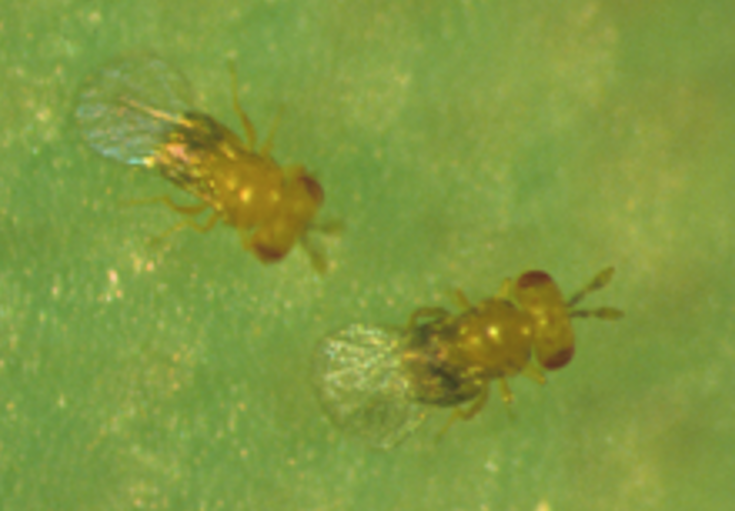 Trichogramma Wasps