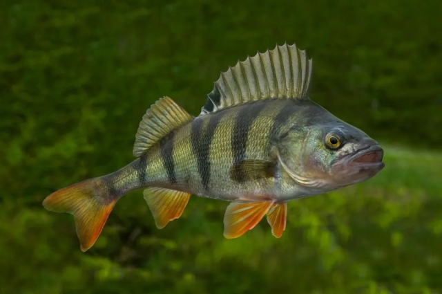 YellowPerch