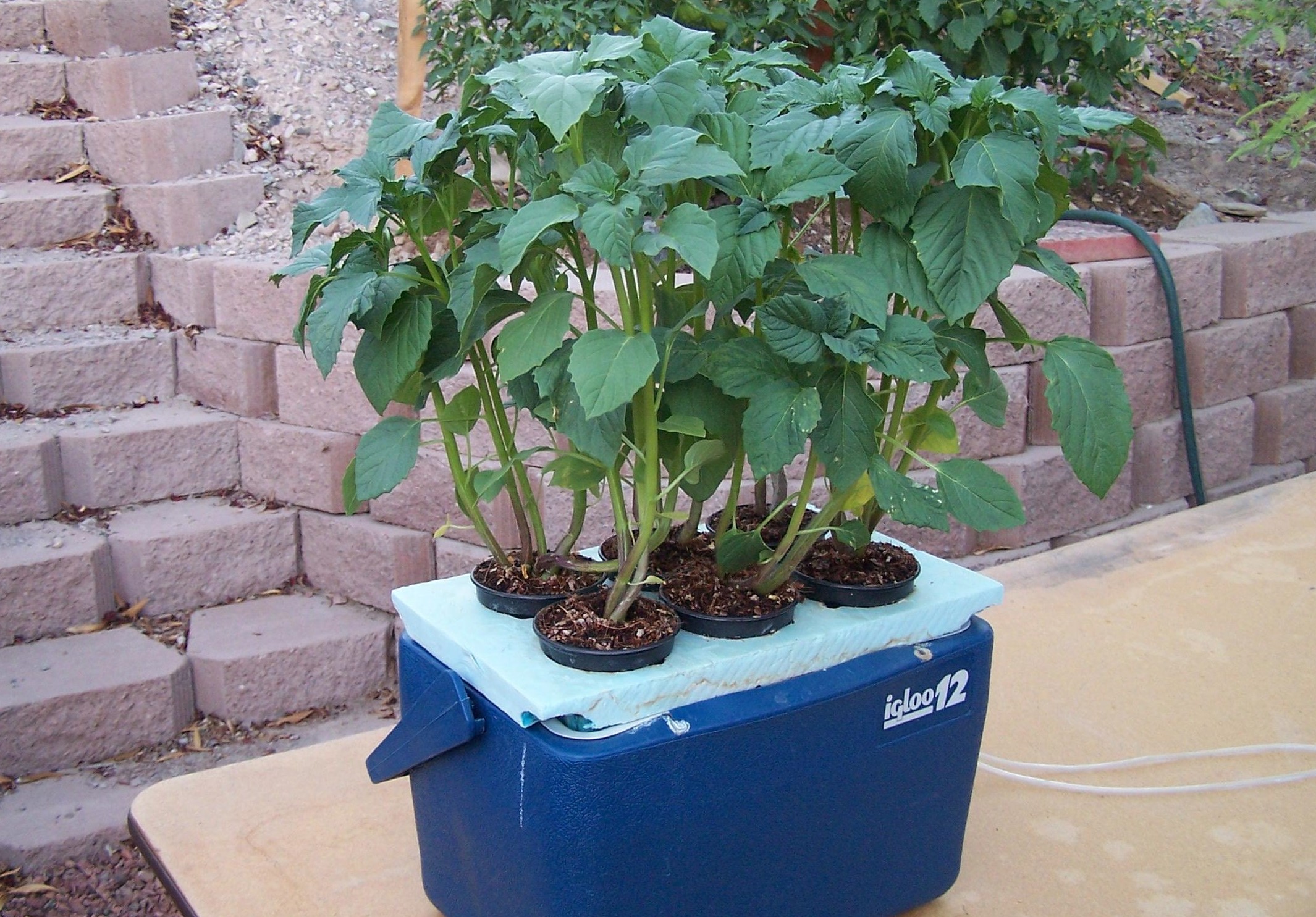 Hydroponics In a cooler