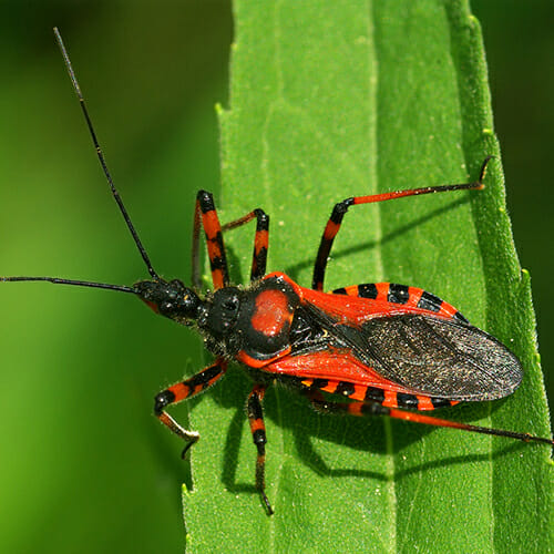 Red and Black Soldier Bug