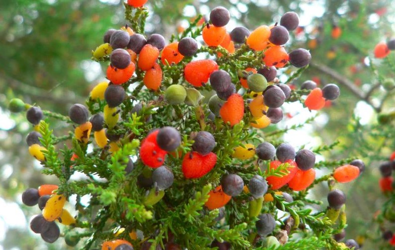 fruit cocktail tree