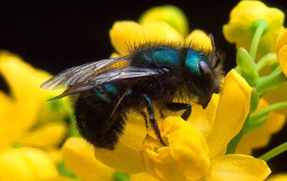 mason bee flower